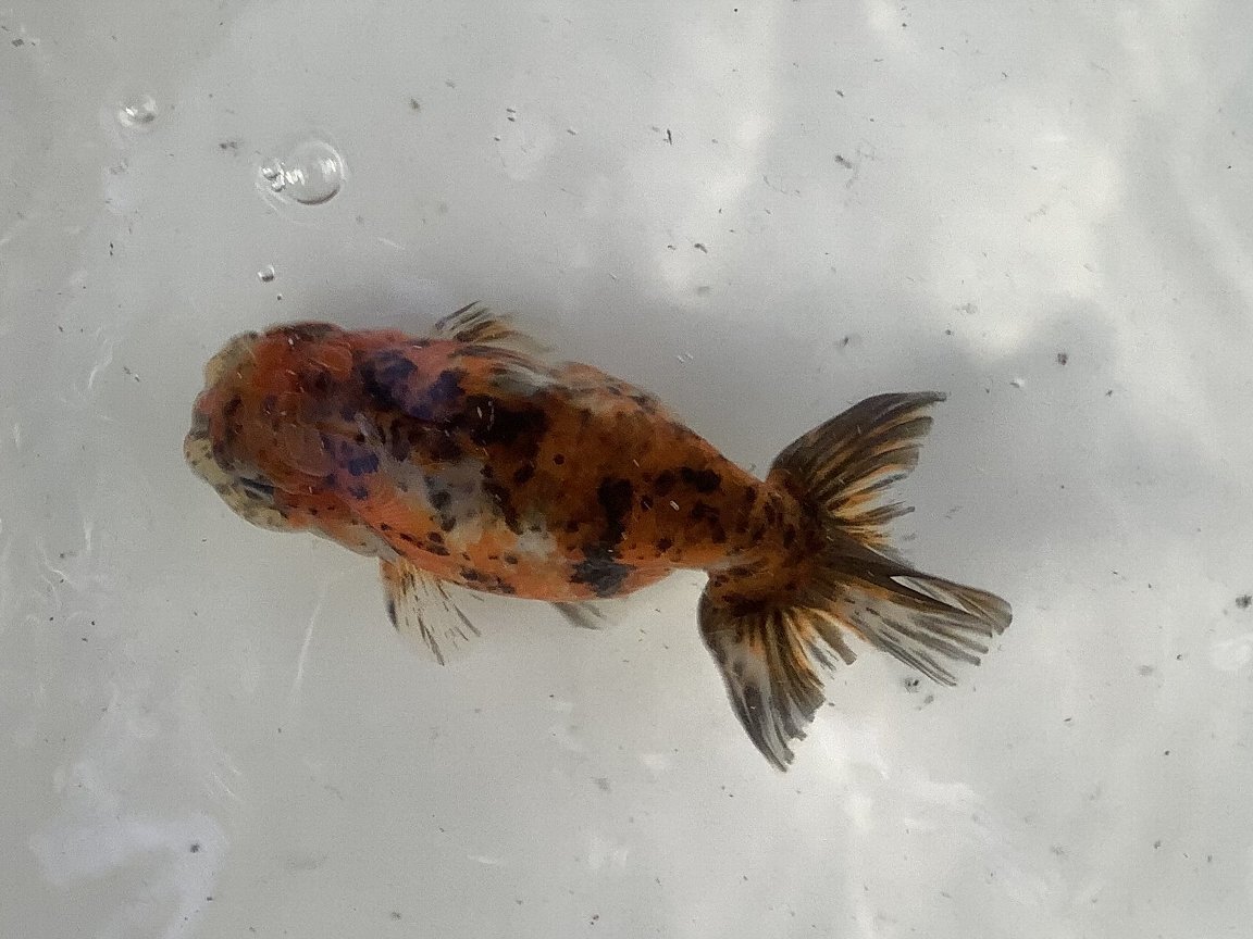 江戸錦 14ｃｍ オス 3歳 1匹 金魚 売買されたオークション情報 Yahooの商品情報をアーカイブ公開 オークファン Aucfan Com