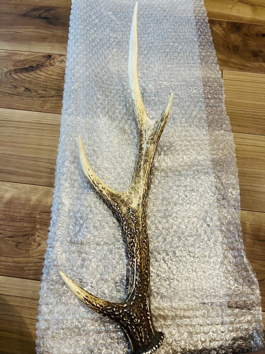 鹿の角 対 鹿の角対