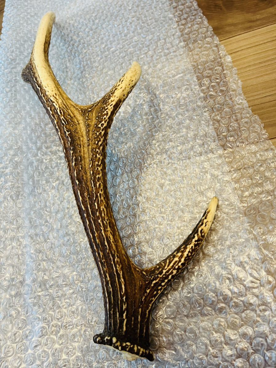 美品】鹿の角 対セット 51cm クリーニング済み 装飾品 アウトドア 