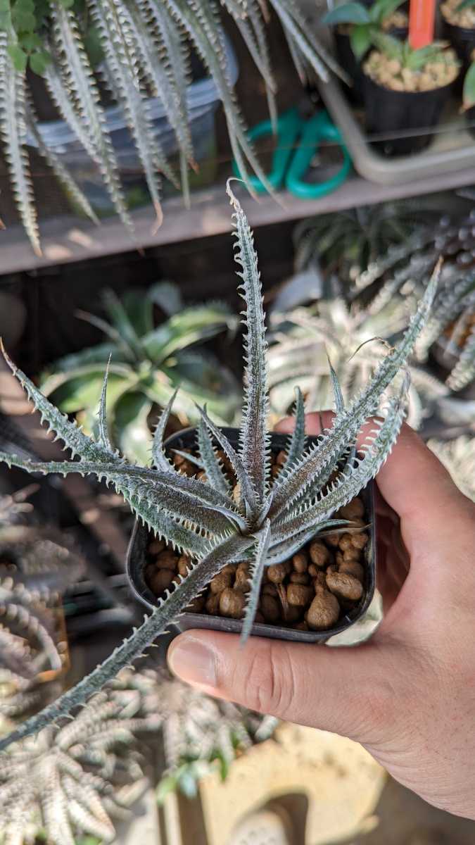 Dyckia】4ojs xx1-3 Bill Baker Hybrid ディッキア 子株 4th of July Dyckia】4ojs xx1-3 Bill Baker Hybrid ディッキア 子株 4th of July
