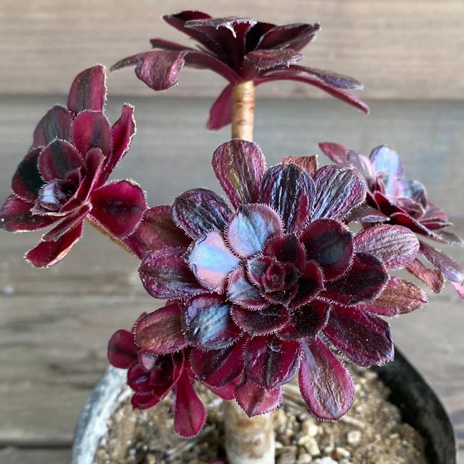 黒法師 アエオニウム 真っ黒黒法師 多肉植物 観葉植物 黒法師アオエニウム Www Hermosa Co Jp