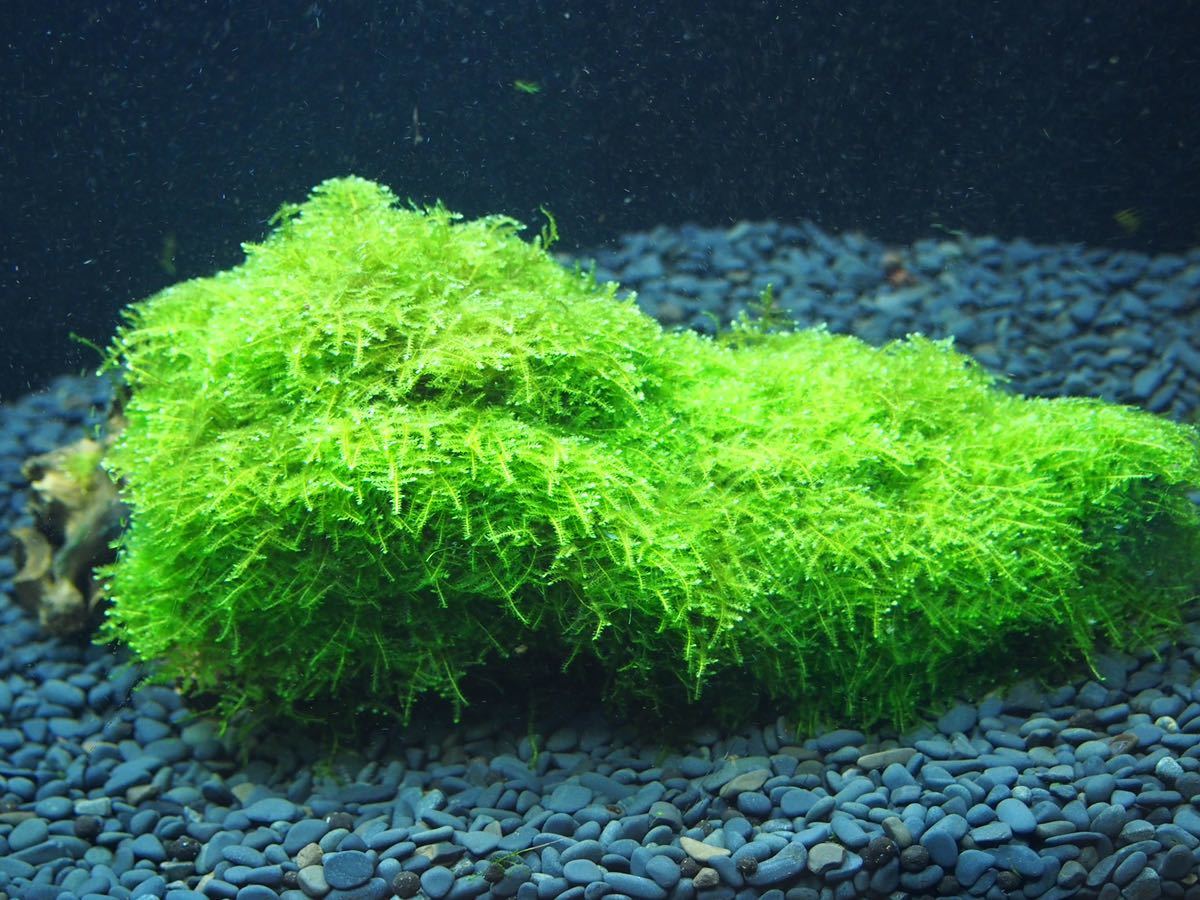 黒bigろ材10個ハウスジャイト南米ウィローモス付き 新色追加