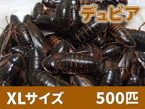 ゴキブリの値段と価格推移は 1 312件の売買情報を集計したゴキブリの価格や価値の推移データを公開