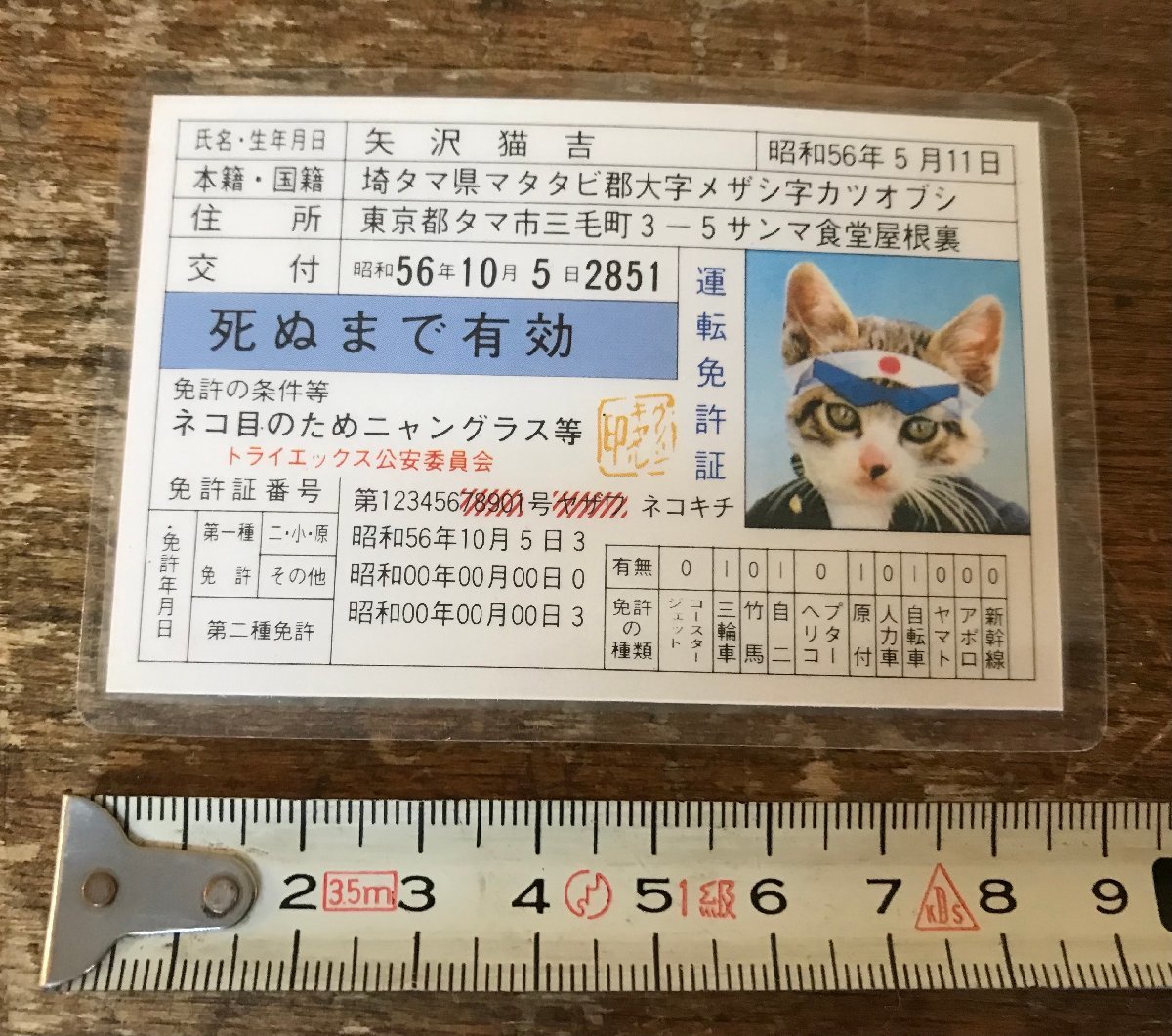 CC-6724 □送料無料□ なめ猫 なめんなよ 猫 三毛猫 運転免許証 矢沢猫 