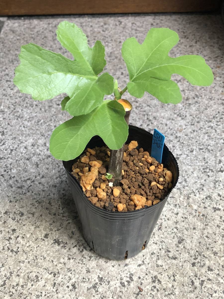 珍 3色同時咲 75 ゆうパック80 ハコネウツギ 挿木幼苗 3苗set 即決 高知インター店 ハコネウツギ 挿木幼苗 3苗set