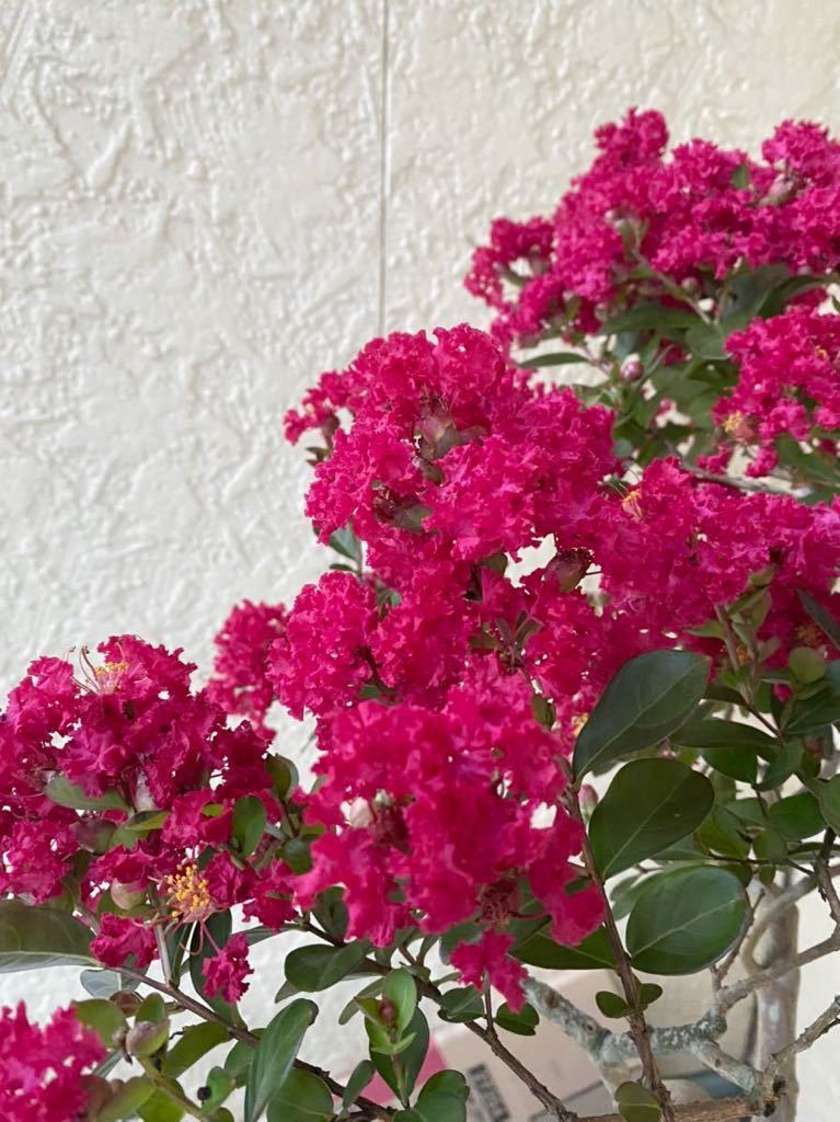 盆栽 盆栽 サルスベリ 百日紅 花 プレゼント 松 黒松