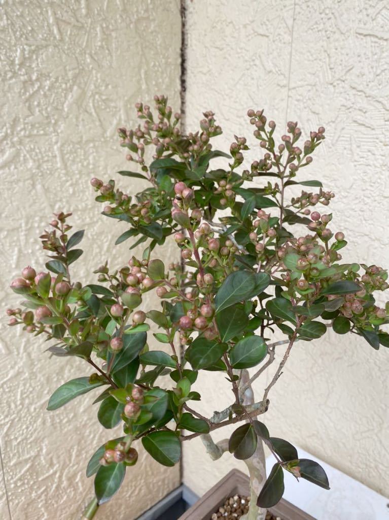 盆栽 盆栽 サルスベリ 百日紅 花 プレゼント 松 黒松