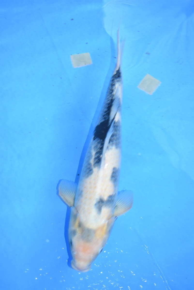 t1031611720.1
