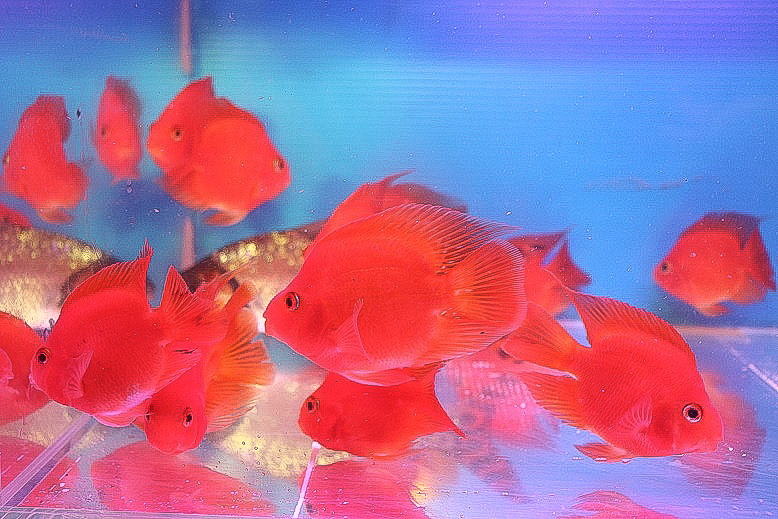 アロワナの目垂れ防止に スーパーレッド キングコングパロット ビックサイズ ３匹セットです 13 16ｃｍ Brandsynariourdu Com