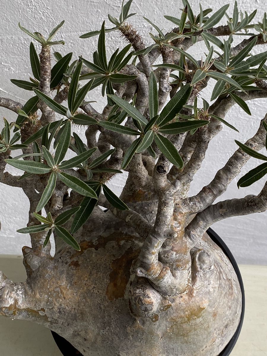 Pachypodium グラキリス パキポディウム | Gracilius 公式通販 RIMO'S