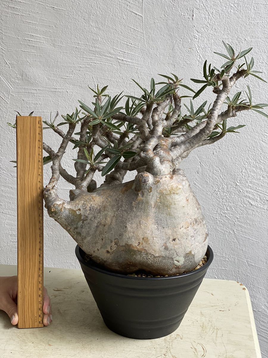 輸入3年目超大株】パキポディウム グラキリス Pachypodium Gracilius 