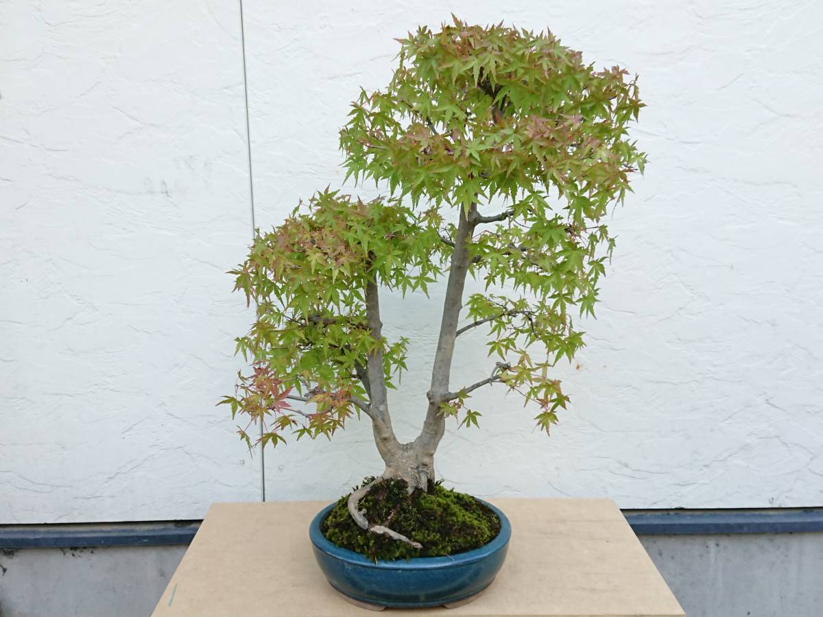 ☆盆栽/大品/双幹/山もみじ/送料無料☆