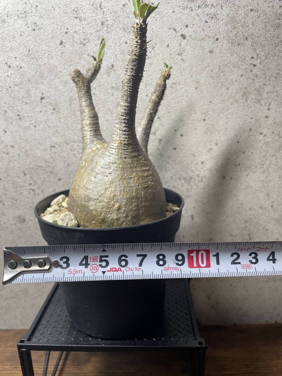 グラキリス パキポディウム 実生 | 実生コーデックス(塊根植物