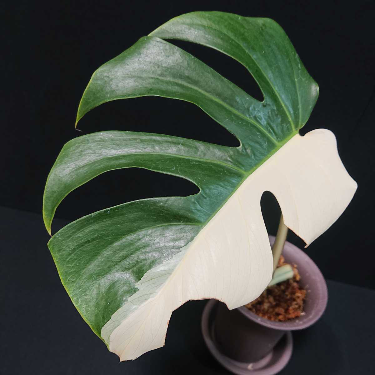 観葉植物 明*菜様 斑入りモンステラ ホワイトタイガー極美大株58cm白斑
