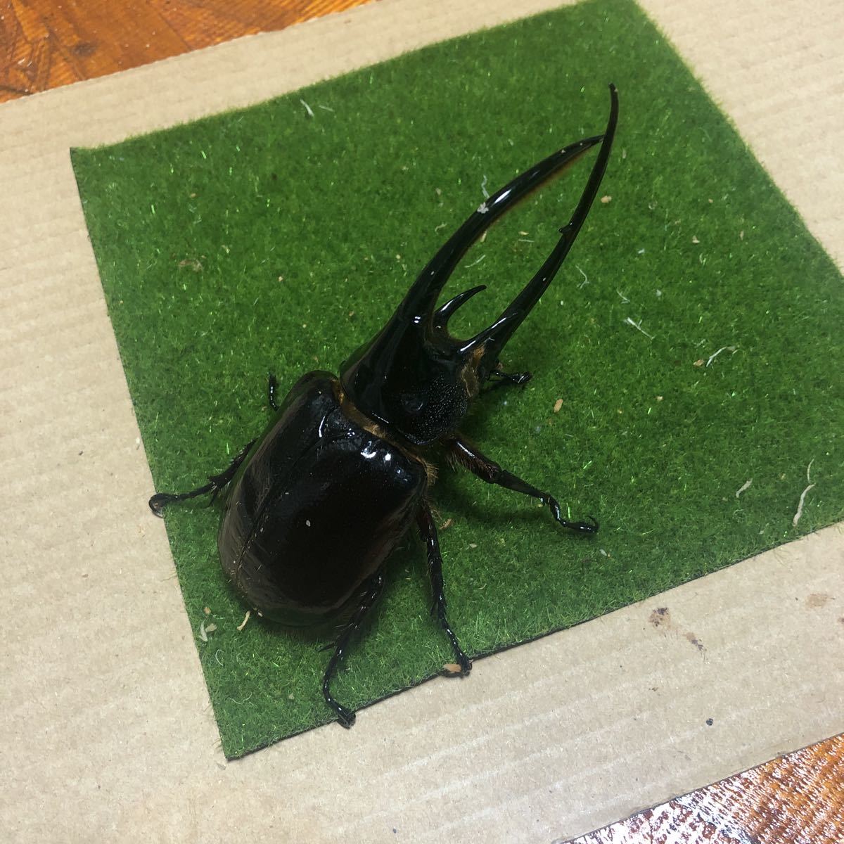 最終値下げ❗️ネプチューンオオカブト　ペア　標本 ネプチューンオオカブト ペア – ネプチューンオオカブト1ペア 100mm