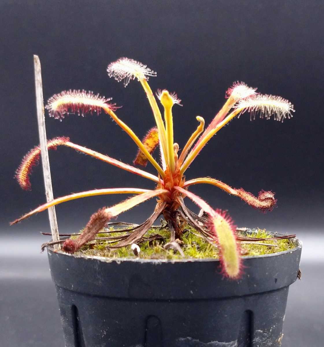 Capensisの値段と価格推移は 58件の売買情報を集計したcapensisの価格や価値の推移データを公開