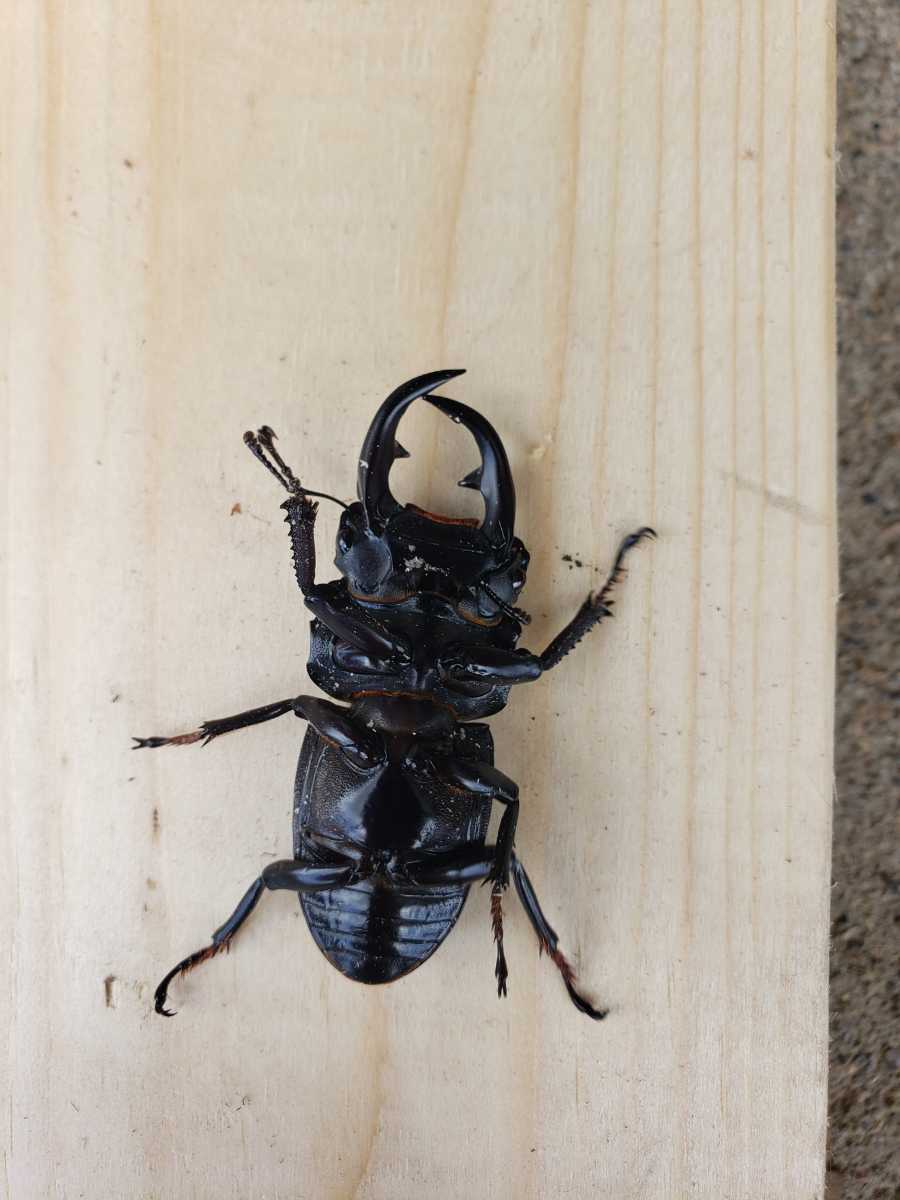 岩手県産 野外採取オオクワガタ