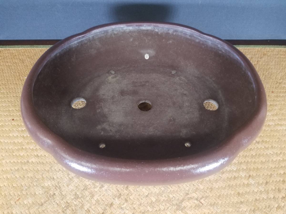◇盆栽幸◇松泉山秋ー内縁雲足木瓜鉢◇和鉢◇左右：33.3cmB-B