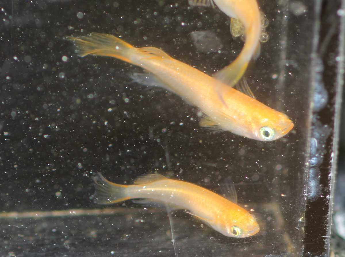 楊貴妃メダカの値段と価格推移は 736件の売買情報を集計した楊貴妃メダカの価格や価値の推移データを公開