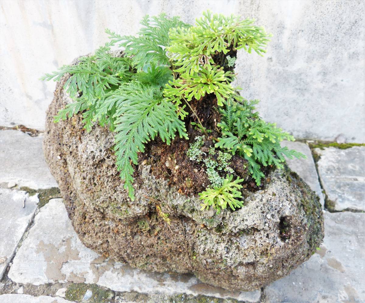 岩ヒバ　苔類　シダ類　盆栽　ガーデニング　園芸　その他 軽石×岩ヒバ ① 盆栽アート 苔 コケ盆 シダ植物 3.2kg § 和風