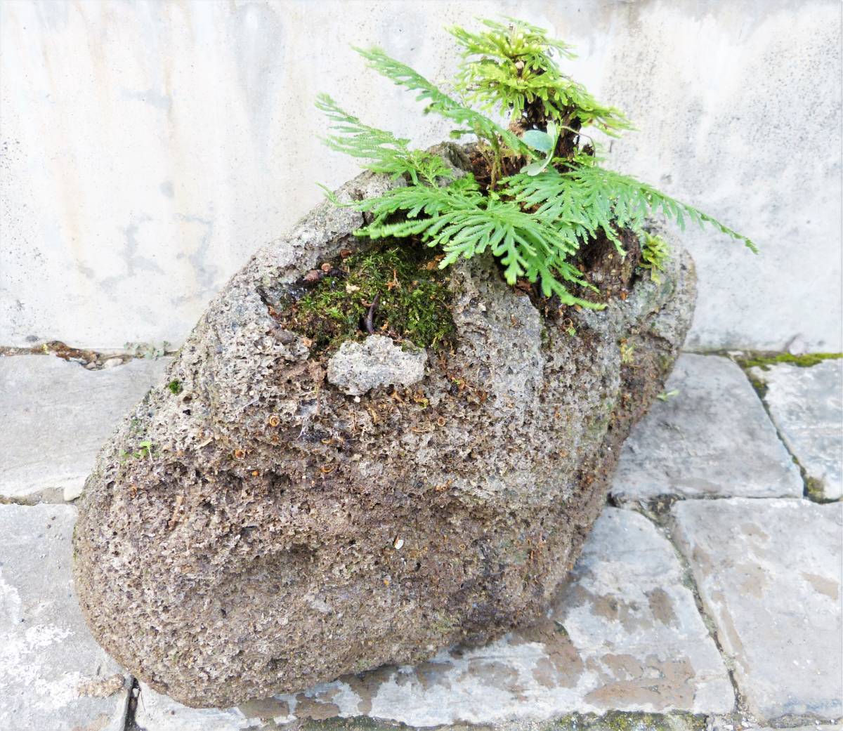 軽石×岩ヒバ ① 盆栽アート 苔 コケ盆 シダ植物 3.2kg § 和風