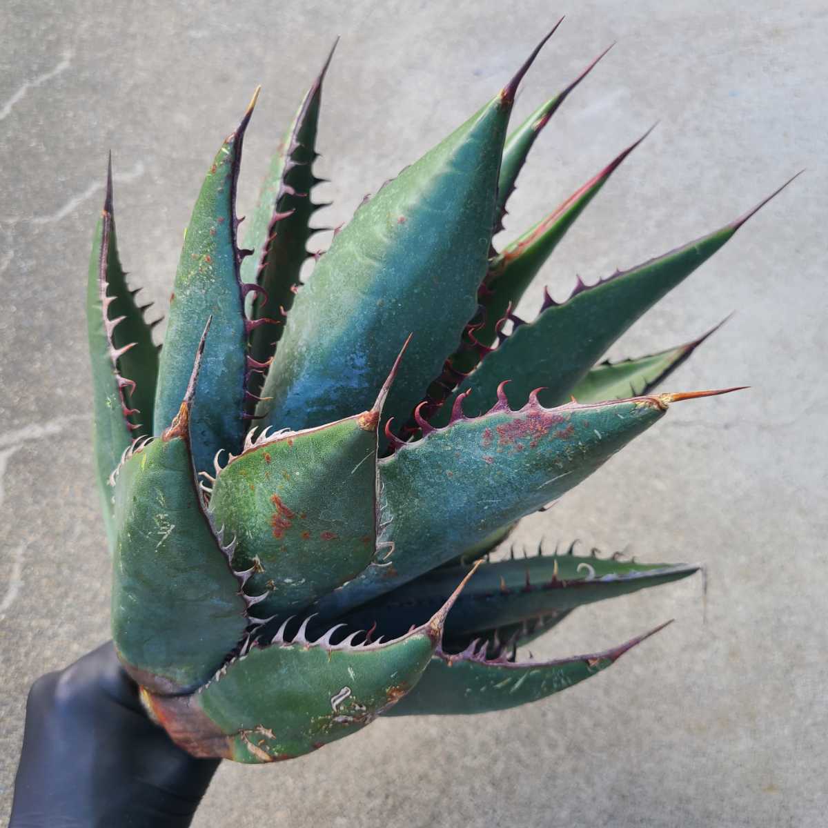 ①⑤【1円スタート】アガベ.シャウィー/大株/shawii/ベアルート/US輸入  