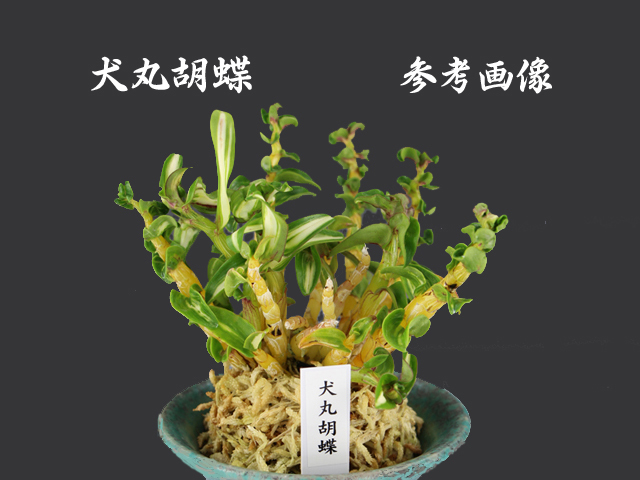 ☆☆セッコク・長生蘭『犬丸胡蝶』３本立・千鳥芸飴矢・最優良品☆☆