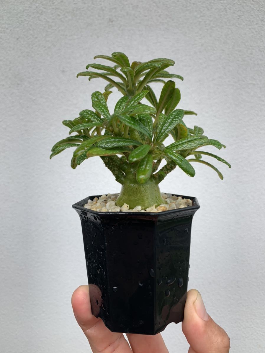 Dorstenia gigas ドルステニア ギガス 実生2 【公式通販】