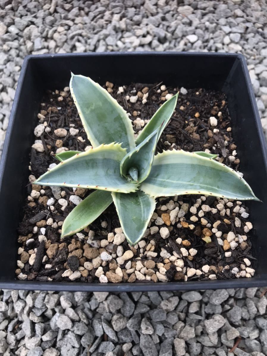 観葉植物 アガベ リップルエフェクト 子株