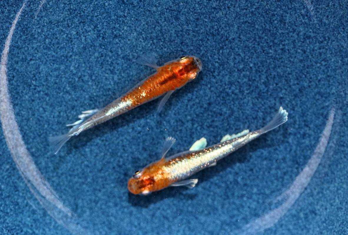 菊間メダカ様ブリード】朱光菊の卵20個+a5個(保証分) (検索用: 雲州三