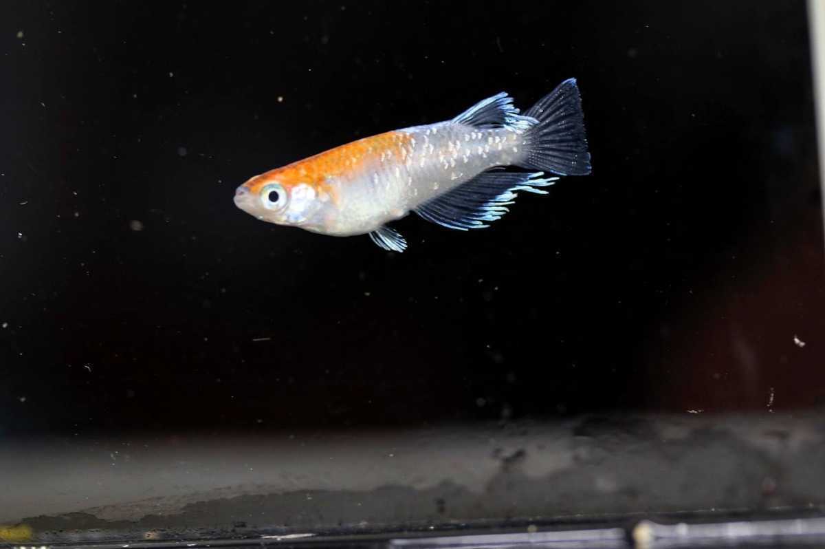 菊間メダカ様ブリード】朱光菊の卵20個+a5個(保証分) (検索用: 雲州三 菊間メダカ様ブリード】朱光菊の卵20個+a5個(保証分) (検索用: 雲州三