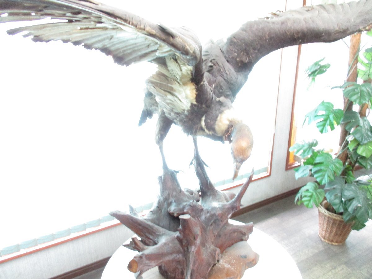 ☆とちぎ屋！鷹科ハゲワシ 剥製！当県某旅館約35年展示品！かなり