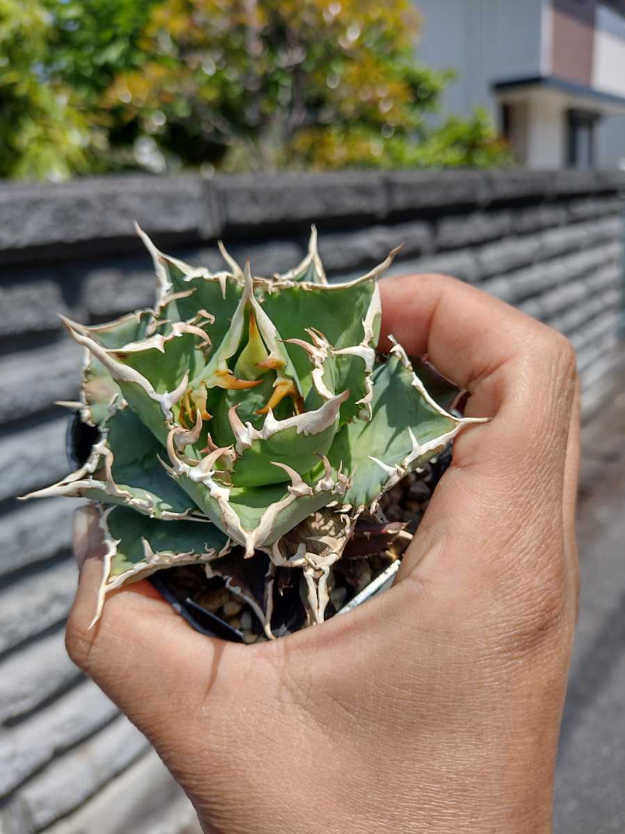 AGAVE TITANOTA】OSP株 コンパクト 強刺 アガベ チタノタ 子株(アガベ