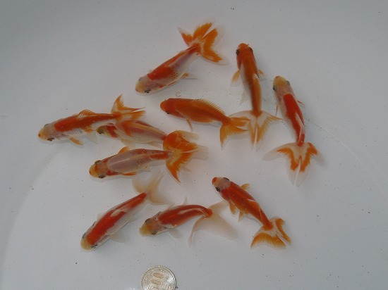 カメルーン便 アヌビアス sp ハスティフォリア - | ”コーヒー