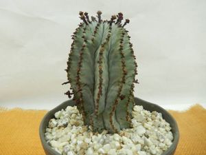 ユーフォルビア ポリゴナの値段と価格推移は 9件の売買情報を集計したユーフォルビア ポリゴナの価格や価値の推移データを公開