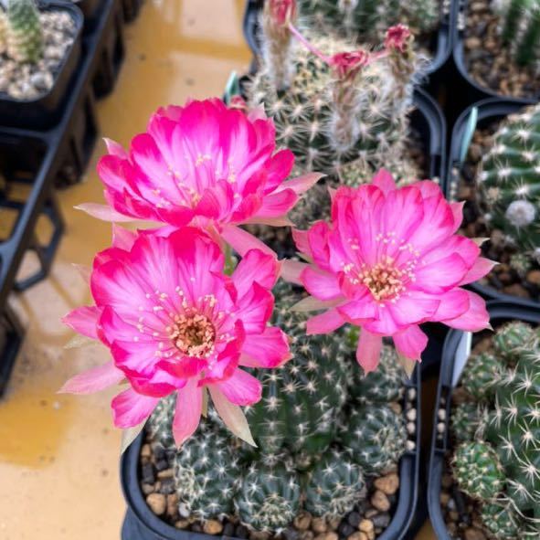 ロビビア 交配種 Bravo 花サボテン 接木 カキコ(サボテン)｜売買された