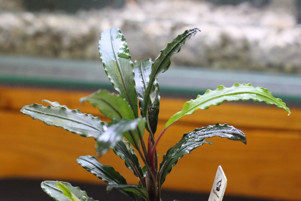 セール，HOT TB便 Bucephalandra sp. Sekadau 3 Kalimantan barat TB ブセファランドラ(水草)｜売買されたオークション情報、yahooの商品情報をアーカイブ公開 - オークファン その他