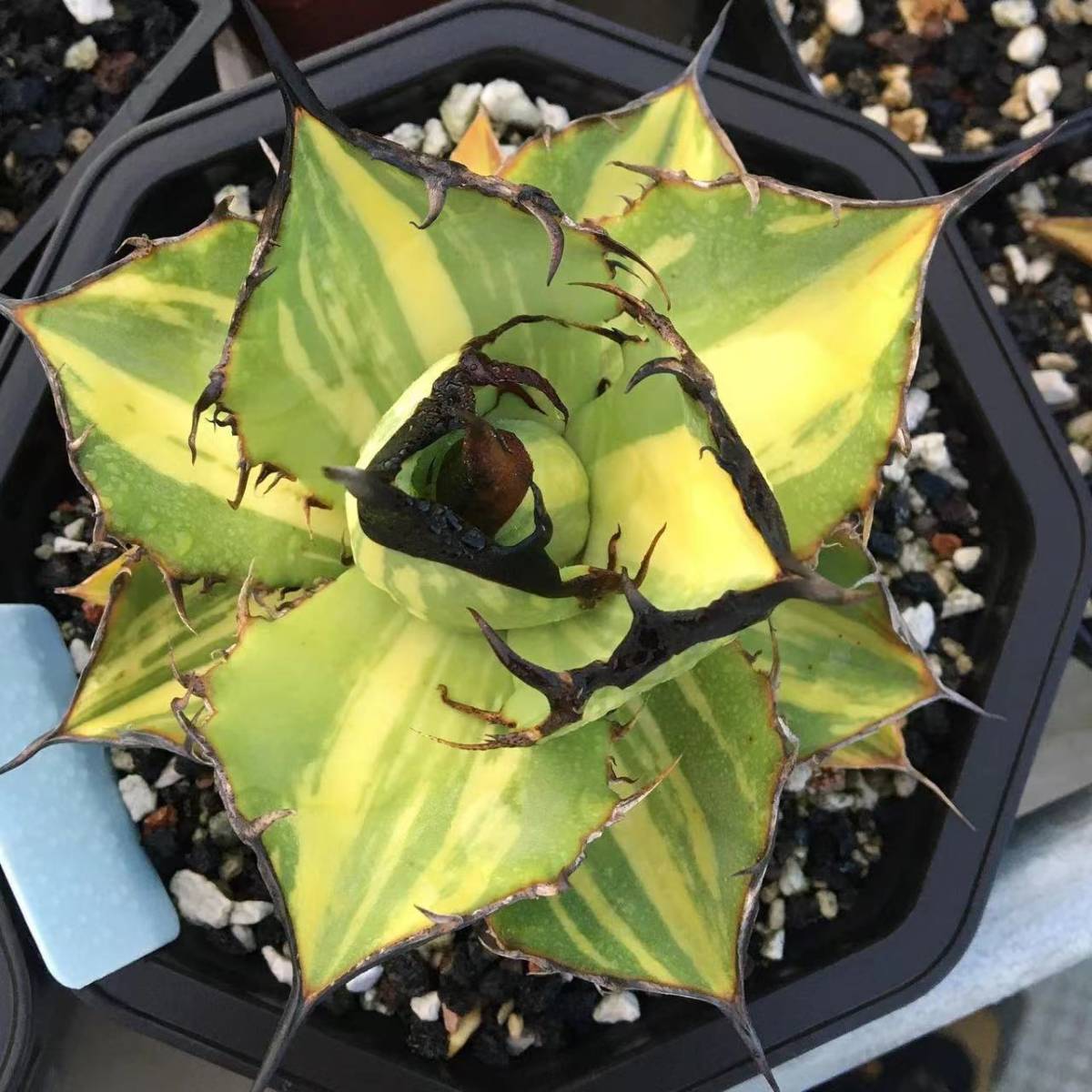 アガベ チタノタ縞斑 【Lj_plants】W4 多肉植物 アガベチタノタ厳龍錦
