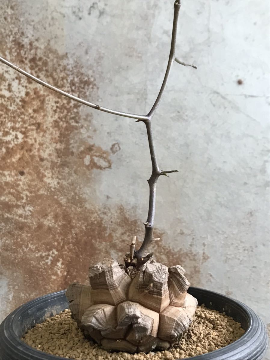 アフリカ 亀甲竜 株幅7.8cm