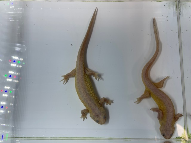 イベリアトゲイモリ/リューシステック　アダルトペア_2