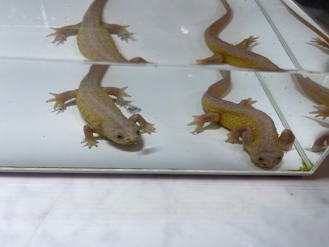 イベリアトゲイモリ/リューシステック　アダルトペア_3