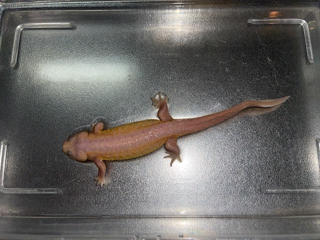 イベリアトゲイモリ/リューシステック　アダルトペア_4