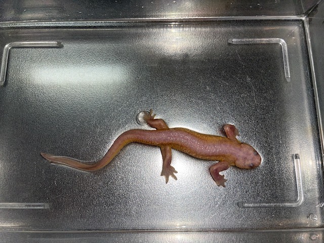 イベリアトゲイモリ/リューシステック　アダルトペア_5