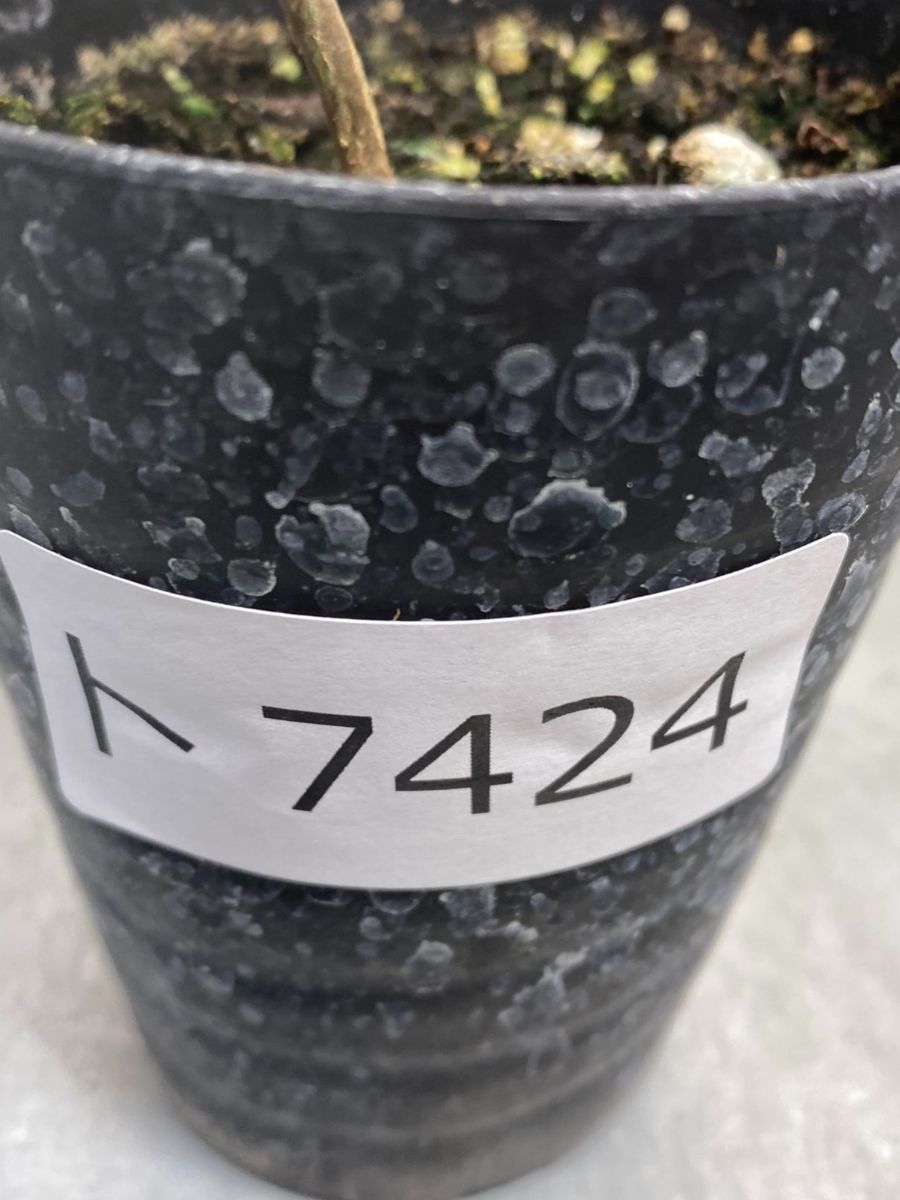 ト7424 「実生株」オペルクリカリア パキプス 2年株【種から発芽！・発