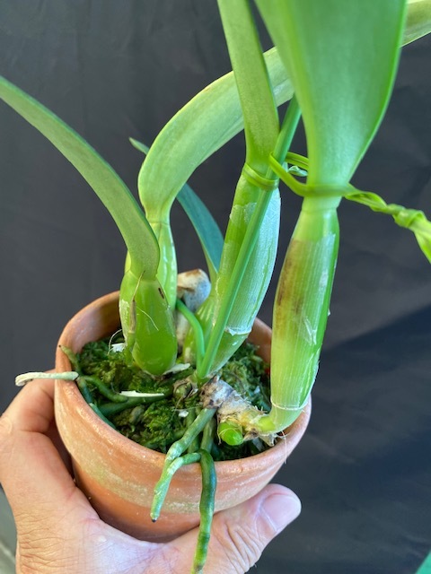 洋蘭 原種 カトレア C trianae semi alba Adriana OG semi-alba