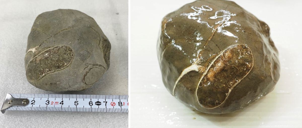 ☆北海道 O地域 アンモナイト 正常巻き 異常巻き ノジュール 原石