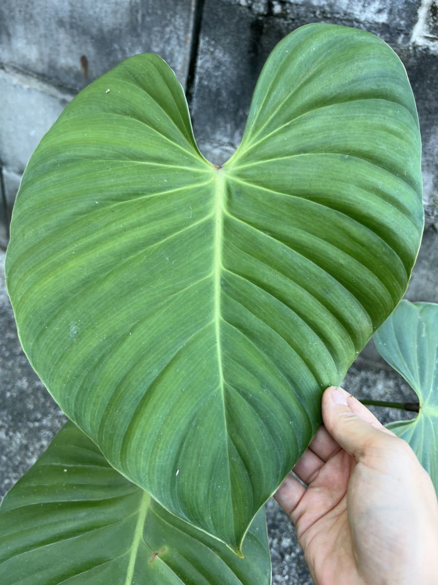 vandaka】レア！philodendron lynamii フィロデンドロン ライナミー 