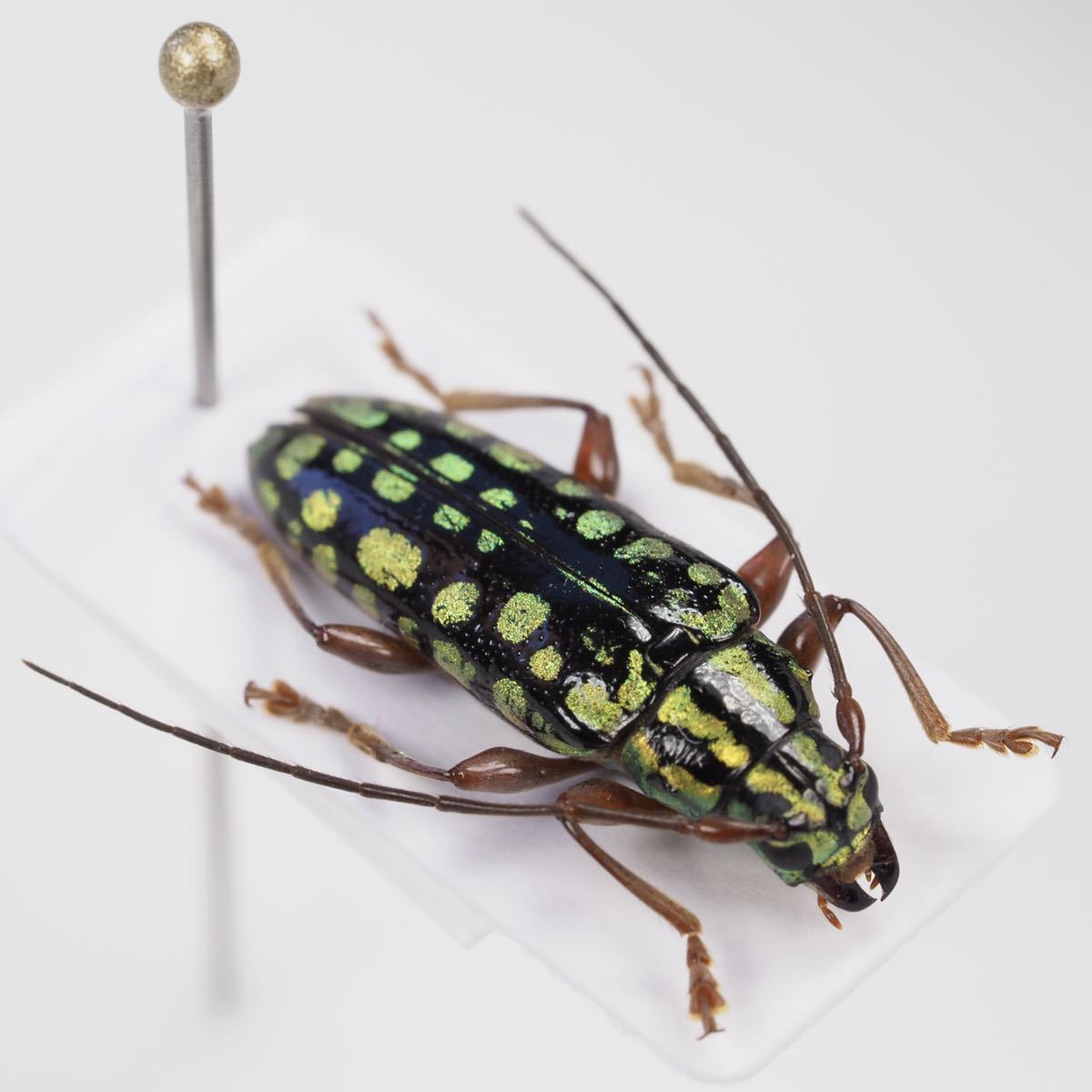 カタゾウムシにそっくりなカミキリムシ【標本】 【公式通販】