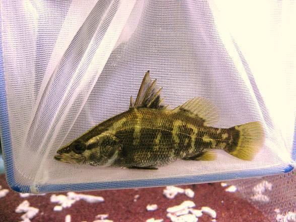 ★★★高知県産　アカメ　１３ｃｍ★★★ 