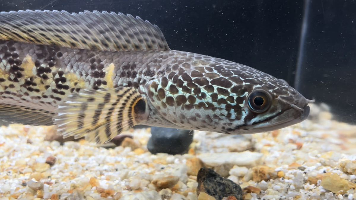 バイオレットスネークヘッド Channa aurantimaculata バイオレット 